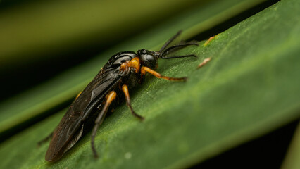 Black and yellow insect, Fly Sierra del Sen del Campo Adurgoa gonagra © DiazAragon