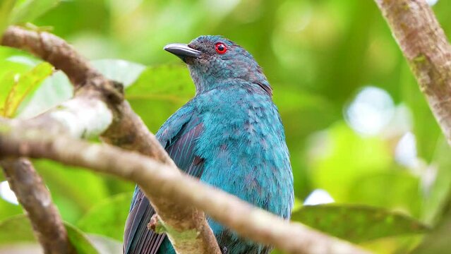 wild female asian fairy blue bird close-up