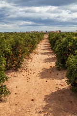 Fototapeta na wymiar orange plantation in Valencia, rows of orange trees in Spain