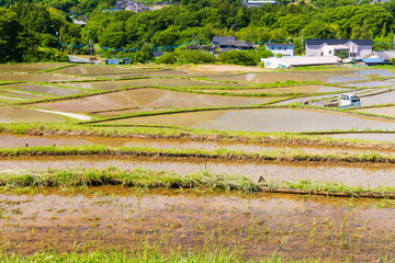 日本の風景・初夏　埼玉県横瀬町　田植え期の寺坂棚田