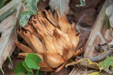 wilted artichoke on the field