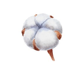 Hand drawn watercolor cotton boll plant isolated on white background. Cotton flower drawing.