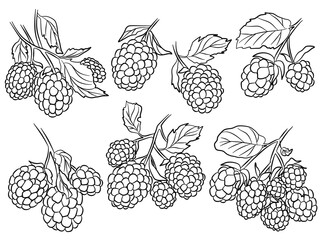 Blackberries outline branches illustration. Vector collection.