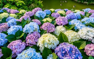Beautiful colorful hydrangea flowers as background, top view

