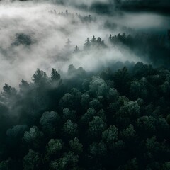 foggy forest from the top view 
