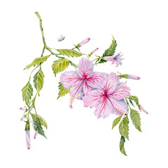 Watercolor pink hibiscus flowers with green leaves. Hand painted on transparent background. Realistic delicate floral element. Hibiscus tea, syrup, cosmetics, beauty, fashion prints, designs, cards