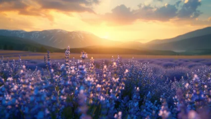 Zelfklevend Fotobehang Lavender field summer sunset landscape © Olivia Studio