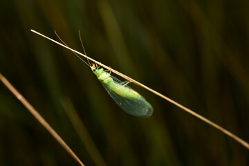 An insect with transparent wings, green in color, is a lacewing.