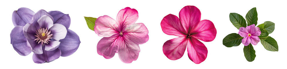 top view, a single gradient magenta Catharanthus roseus, on transparency background PNG