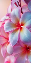 Close up of pink frangipani flower