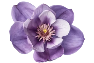 Zelfklevend Fotobehang Purple magnolia flower, Magnolia felix isolated on transparency background PNG © KimlyPNG