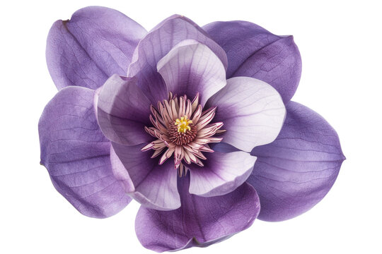 Purple magnolia flower, Magnolia felix isolated on transparency background PNG