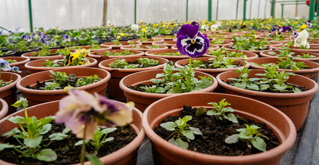 Growing flowers in greenhouse. Colorful blooming flowers in pots.