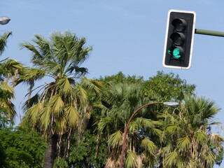 Palmiers et feu vert