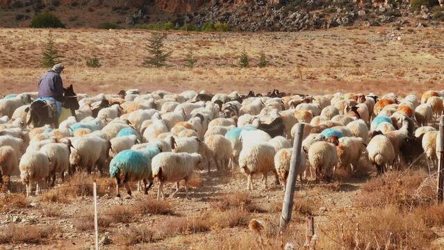 Herd of Sheep Led by Shepherd in Anatolia, Turkey