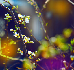 Young spring leaves and flowers of bird cherry tree with flower buds. Spring background. Soft...