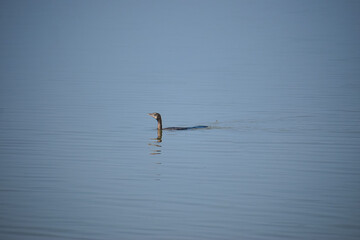 Indian cormorant in the lake. Great cormorant, Phalacrocorax carbo.