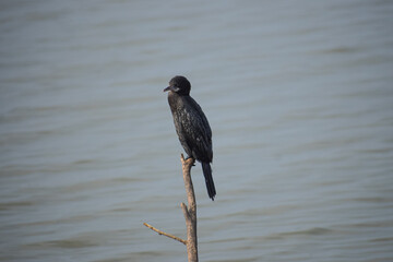 Indian cormorant resting on wood in the lake. Great cormorant, Phalacrocorax carbo.
