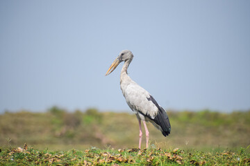 Asian openbill standing near the lake. Openbill stork in natural habitat, Anastomus oscitans.