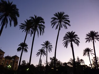 Fototapeten Palmiers silhouette à la tombée de la nuit © Cyndie