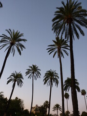 Palmiers silhouette à la tombée de la nuit