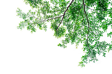 Tree branch and green leaves isolated on white background