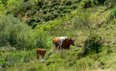 Ternera