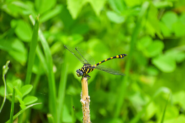Dragonfly resting on a branch. Beautiful damselfly with green background.