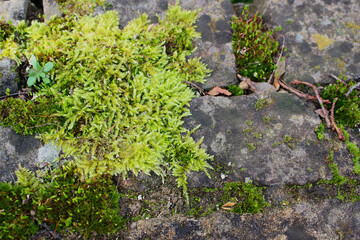 An image of the surface of an old stone overgrown with moss.