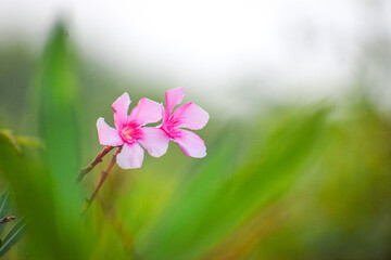 Pink oleander or Nerium oleander flowers blooming. Flowers during spring.