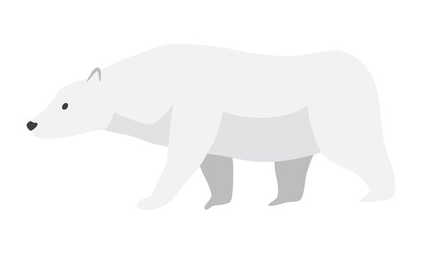 North pole arctic fauna. Polar bear vector illustration in flat style. Arctic animal icon. Winter zoo design element