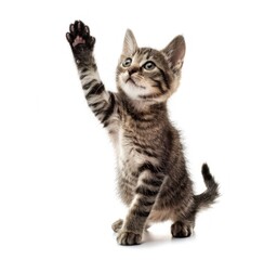 Obraz premium Tabby Kitten's Adorable Stand-up Moment Captured - Generative AI