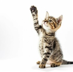 Obraz premium Tabby Kitten's Adorable Stand-up Moment Captured - Generative AI