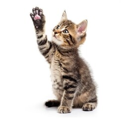 Obraz premium Tabby Kitten's Adorable Stand-up Moment Captured - Generative AI