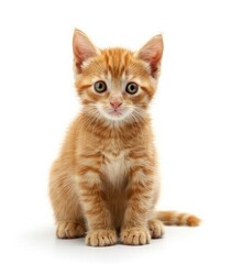 Obraz premium Tiny Ginger Kitten Captures Hearts with Inquisitive Eyes - Generative AI