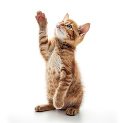 Fototapeta premium Playful Tabby Kitten Reaching High with Endearing Charm - Generative AI