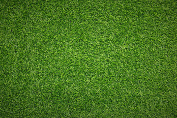 Fresh green grass as background outdoors, top view