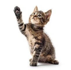 Playful Tabby Kitten Reaching High with Endearing Charm - Generative AI