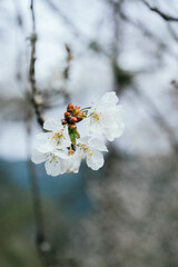 Spring background, flower, bokeh with vintage filter