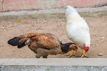Indian adult Hen, Game chicken searching for food in the sand. 