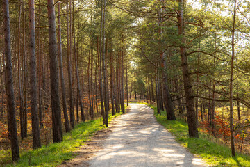 Path in a forest among conifers at noon