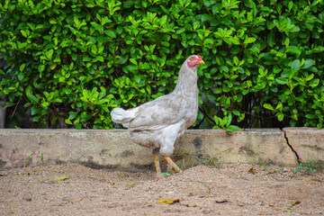 Indian adult Hen, Game chicken searching for food in the sand. 