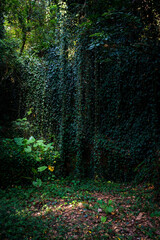 In the dark forest, a little place sunshine goes in, lights on the ground, beautiful vines grow like a wall, in Taipei City, Taiwan.