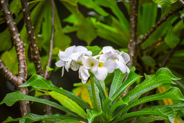 Beautiful frangipani flowers in the garden. Bunch of white plumera flowers, Plumeria pudica.