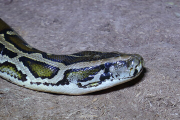 Dunkler Tigerpython / Burmese python / Python molurus bivittatus