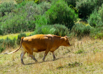 Mantequera leonesa