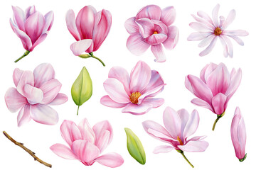 Watercolor magnolia flowers. Beautiful magnolia on a tree branch isolated on white. Set pink flower Botanical painting © Hanna