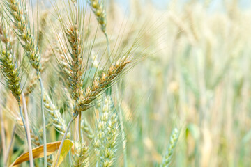 Close up of full grown barley in the barley field