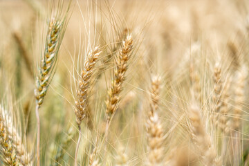 Close up of full grown barley in the barley field