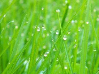 Green grass with a close-up of dew.